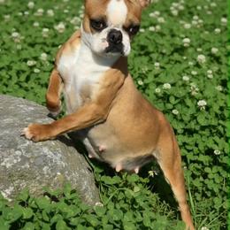 Shakira - Boston Terrier