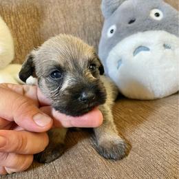 Dior (Pink Collar) - Salt and pepper female Miniature Schnauzer puppy in San Diego, California from KMS-Miniature Schnauzers