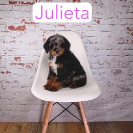 Julieta - Blue merle female Aussiedoodle puppy in Calhoun, Georgia from Happy Top Doodles