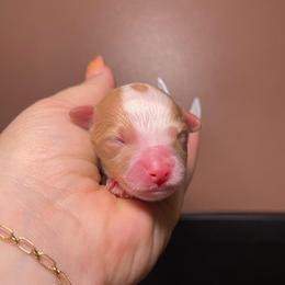 2 - Yellow and white male Bernedoodle puppy in Port Saint Lucie, Florida from Eastside Paws LLC