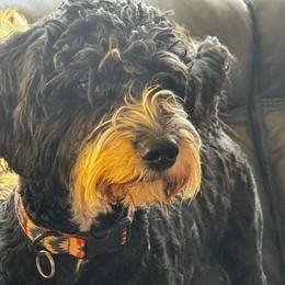 Puanani - Phantom female Bernedoodle puppy in Gilbert, Arizona from The Berne Barn... it’s a Doodle thing!