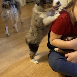Miniature Australian Shepherd and Toy Australian Shepherd Puppies from Cherry Grove Kennel
