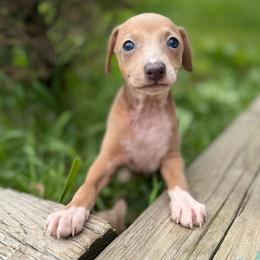 Rafaella - Fawn female Italian Greyhound puppy in Wilkes Barre, Pennsylvania from Laraz Pupz