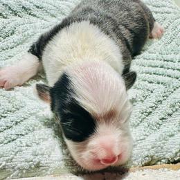 Bruno - White and black male Pembroke Welsh Corgi puppy in Cashion, Oklahoma from Shabby Chic Corgis
