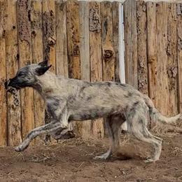 Hero - Irish Wolfhound