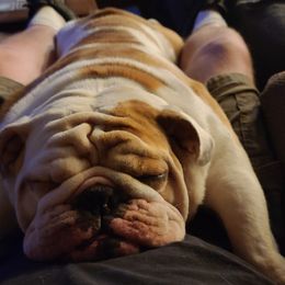 Bulldog Puppies from Pappy's Bullies