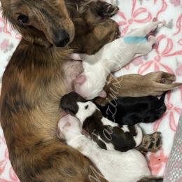 Cream piebald boy - Piebald male Dachshund puppy in Chehalis, Washington from McJazzin Doxies