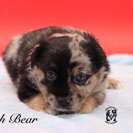 Pooh Bear - Blue merle male Miniature Australian Shepherd puppy in Weeki Wachee, Florida from Arlington's Mini Aussies
