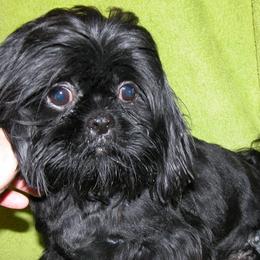 Sisi - Shih Tzu