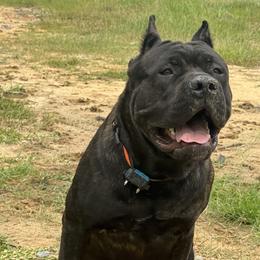 Bear - Cane Corso