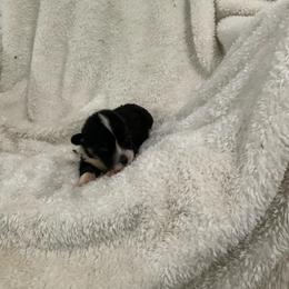 Hershey - Black and tan female Pembroke Welsh Corgi puppy in Morgantown, Pennsylvania from GoldStar Corgis (License Number 18519)