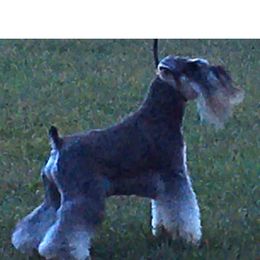 Miniature Schnauzers from Crown Point Miniature Schnauzers