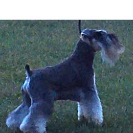 Miniature Schnauzers from Crown Point Miniature Schnauzers