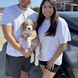 Aussiedoodle Puppies from Sheila Harwell