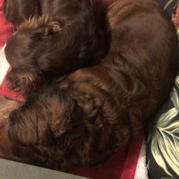 Dachshund All Grown Up from Scanpoint