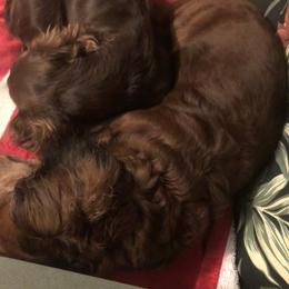 Dachshund All Grown Up from Scanpoint