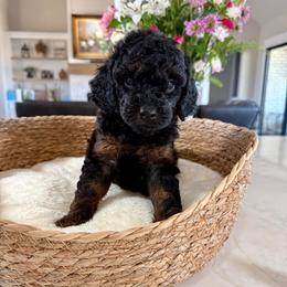 Pink collar - Phantom female Goldendoodle puppy in Indiahoma, Oklahoma from Farm Fresh Doodles