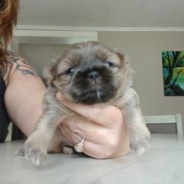 Wren - Lilac male Shih Tzu puppy in Brodnax, Virginia from K.B's
