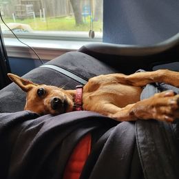 Miniature Pinscher puppies from Rehdiant Miniature Pinschers