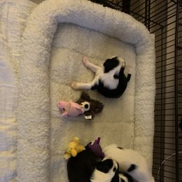 Tibetan Terrier All Grown Up from Kham Ra Tibetans