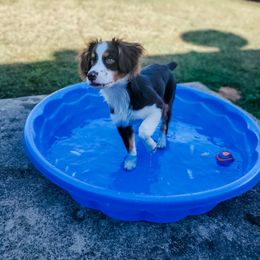 “Blake” - Liver Red Tri Male - Red tri Miniature Australian Shepherd puppy in Goldsboro, North Carolina from Maple Ridge Farm