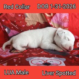 LUA LIVER SPOT BOY - White and liver brown male Dalmatian puppy in Perry, Michigan from Mid-Michigan Dalmatians