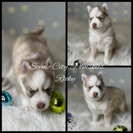 Ricky - Red and white male Pomsky puppy in Rossville, Georgia from Scenic City Pomskies