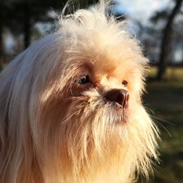 Mackenzie - Shih Tzu
