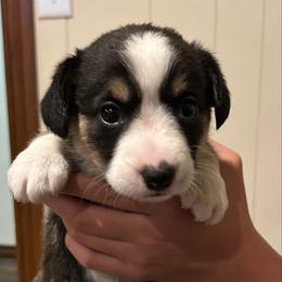 Little girl - Black and white female Cardigan Welsh Corgi puppy in Henderson, Texas from R&R Cardigan Corgis