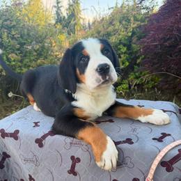 Light Pink Girl - Black, white and red female Greater Swiss Mountain Dog puppy in Oregon City, Oregon from Runamuck's Greater Swiss Mountain Dogs