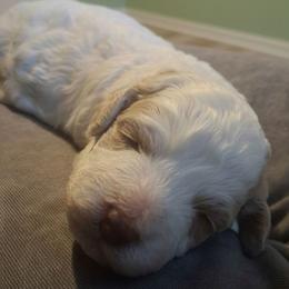 Harmony - White female Shihpoo puppy in Macon, Georgia from Shipoo Lane
