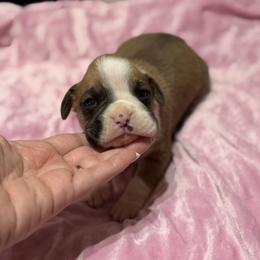 Girl 4 - Fawn female Boxer puppy in Prestonsburg, Kentucky from Bre’s Boxers