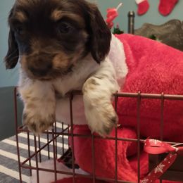 Girl # 2 - Dachshund puppy from Weiners on a Hill
