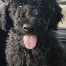 Goldendoodles from Oodles of Doodles
