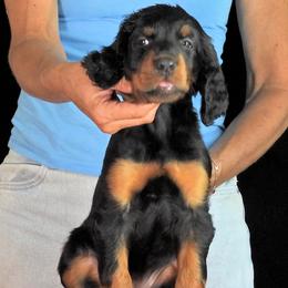 Girl 3 - female Gordon Setter puppy in Huntingtown, Maryland from Laurel Hill