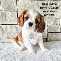 Chip - Blenheim male Cavalier King Charles Spaniel puppy in Highland, Utah from Furever Cavaliers