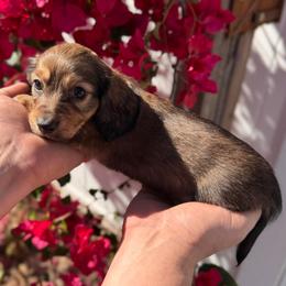 Rue - AKC - Cream female Dachshund puppy in Englewood, Florida from Dach of Doxies
