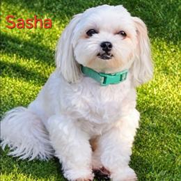 Sasha - Maltese