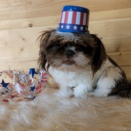 Scrumptious - Shih Tzu