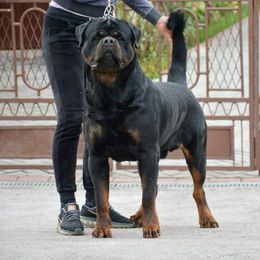 Dakar - Rottweiler