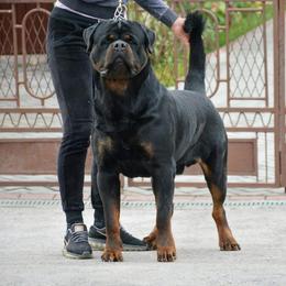Dakar - Rottweiler