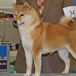Ember - Shiba Inu