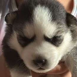 bjorn - Siberian Husky