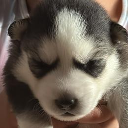bjorn - Siberian Husky