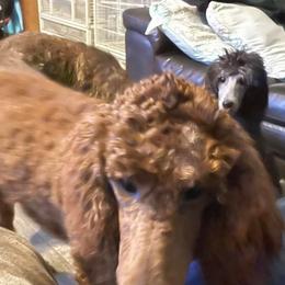 Poodles from BlueLine Kennel