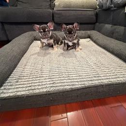French Bulldog Puppies from Royal velvet frenchies
