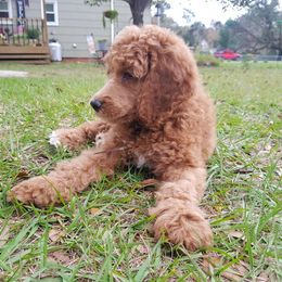 Poodle Puppies from Absolutely Pampered Poodles