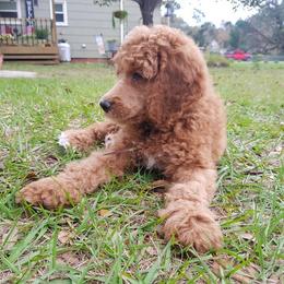 Poodle Puppies from Absolutely Pampered Poodles
