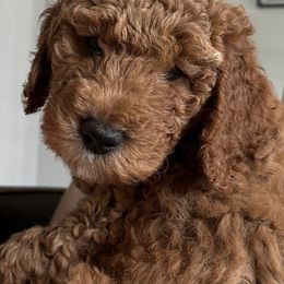 Goldendoodle Puppies from Colorado Dreamin Doodles