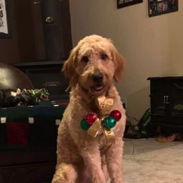 Goldendoodles from Goldendoodles406